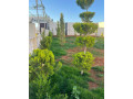 llbyaa-fyla-darya-ryf-dmshk-small-2