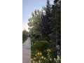llbyaa-fyla-fy-yaafor-ryf-dmshk-small-4