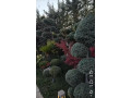 llbyaa-fyla-fy-yaafor-ryf-dmshk-small-6