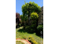 llbyaa-mzraa-tryk-almtar-dmshk-small-2