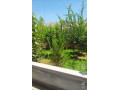 llbyaa-fyla-fy-shl-bkyn-ryf-dmshk-small-1