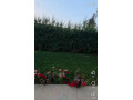 llbyaa-mzraa-fy-drosha-ryf-dmshk-small-3