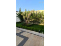 llbyaa-mzraa-fy-drosha-ryf-dmshk-small-1