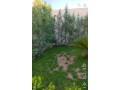 llbyaa-mzraa-fy-drosha-ryf-dmshk-small-3