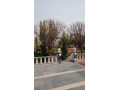 llbyaa-fyla-fy-khan-alshyh-ryf-dmshk-small-5