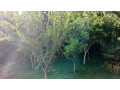 llbyaa-mzraa-fy-khan-alshyh-ryf-dmshk-small-3