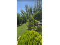 llbyaa-fyla-tryk-almtar-dmshk-small-2