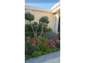 llbyaa-mzraa-fy-almlyh-ryf-dmshk-small-4