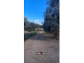 llbyaa-ard-fy-hrsta-ryf-dmshk-small-0